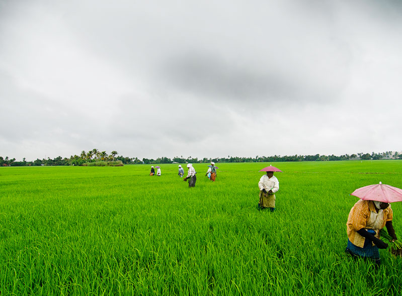 alappuzha-paddy-field